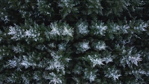 a group of trees covered in frost