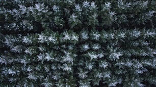 a group of trees covered in frost