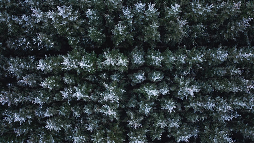 eine Gruppe von Bäumen, die mit Frost bedeckt sind