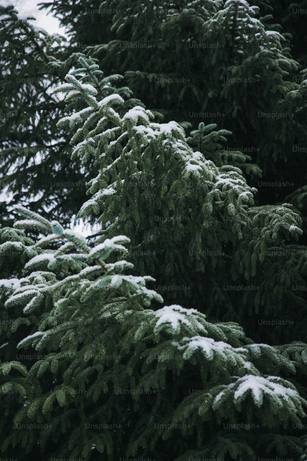Un grupo de pinos cubiertos de nieve