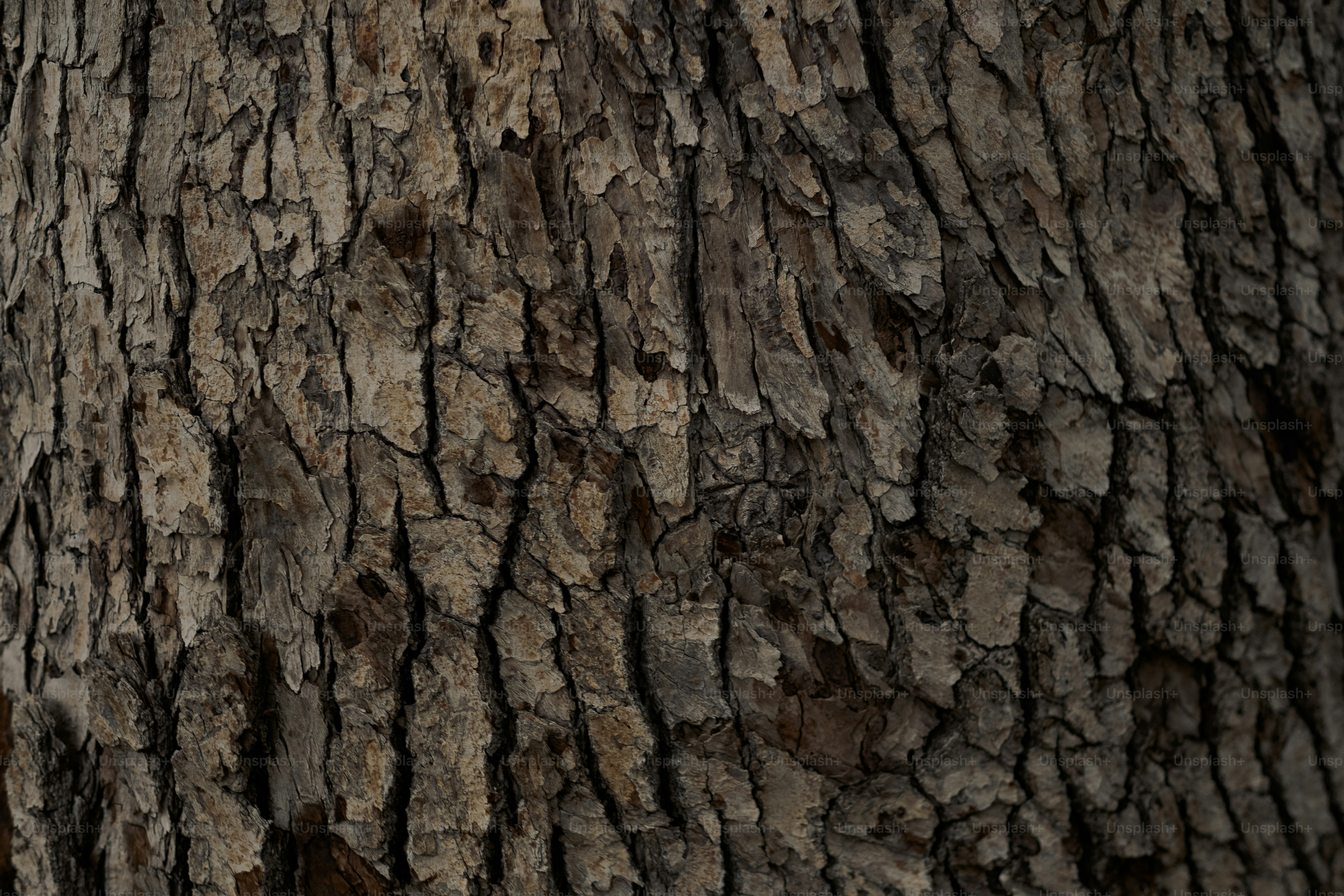 a close up of the bark of a tree
