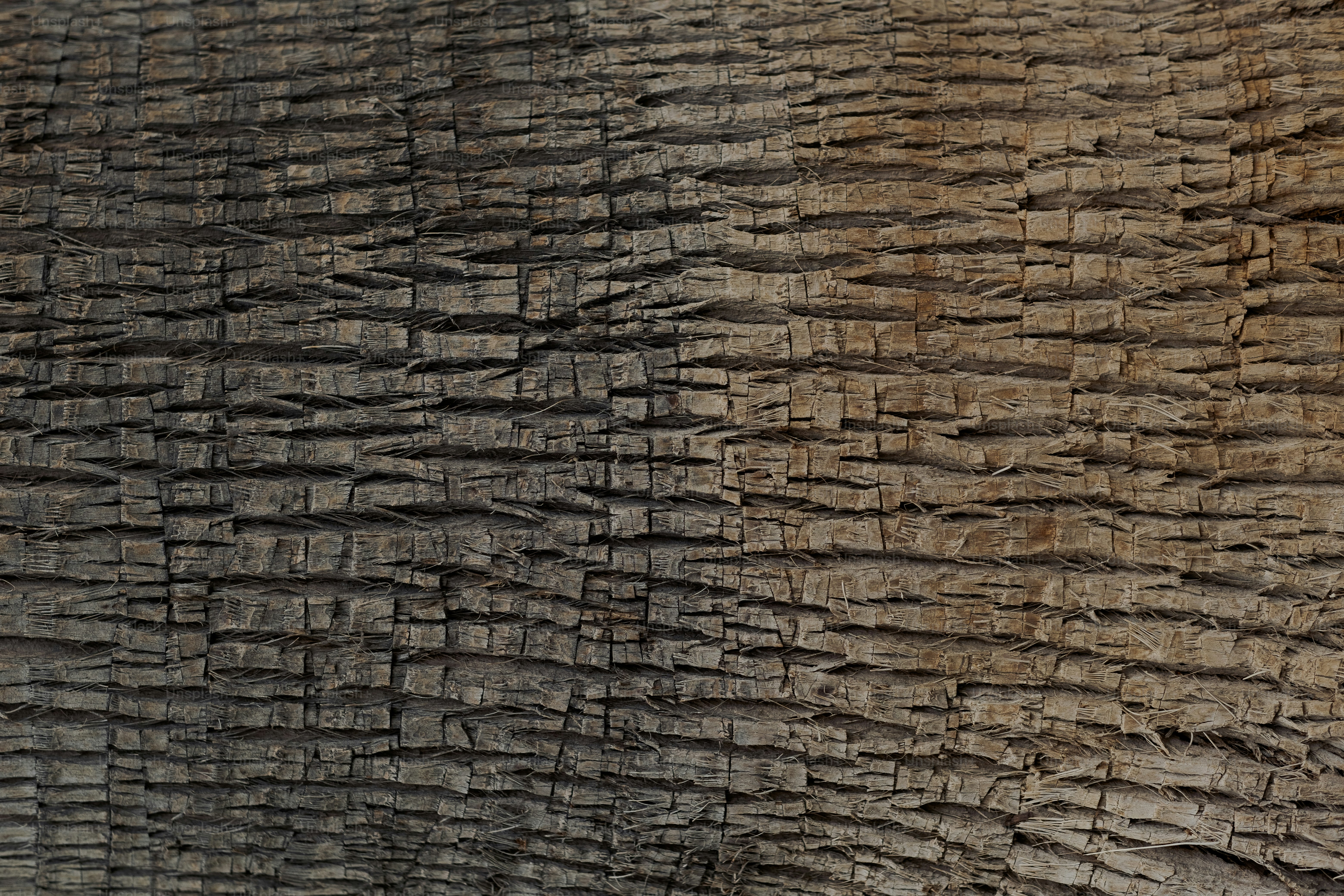 코끼리 껍질 클로즈업