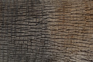a close up of the bark of an elephant
