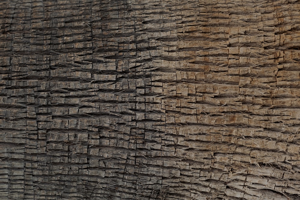 a close up of the bark of an elephant