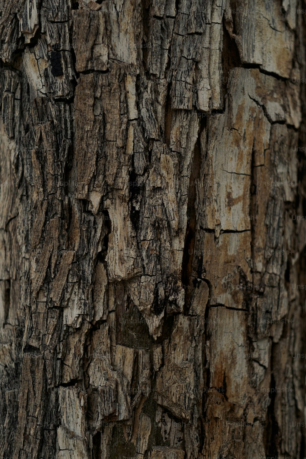 a close up of the bark of a tree