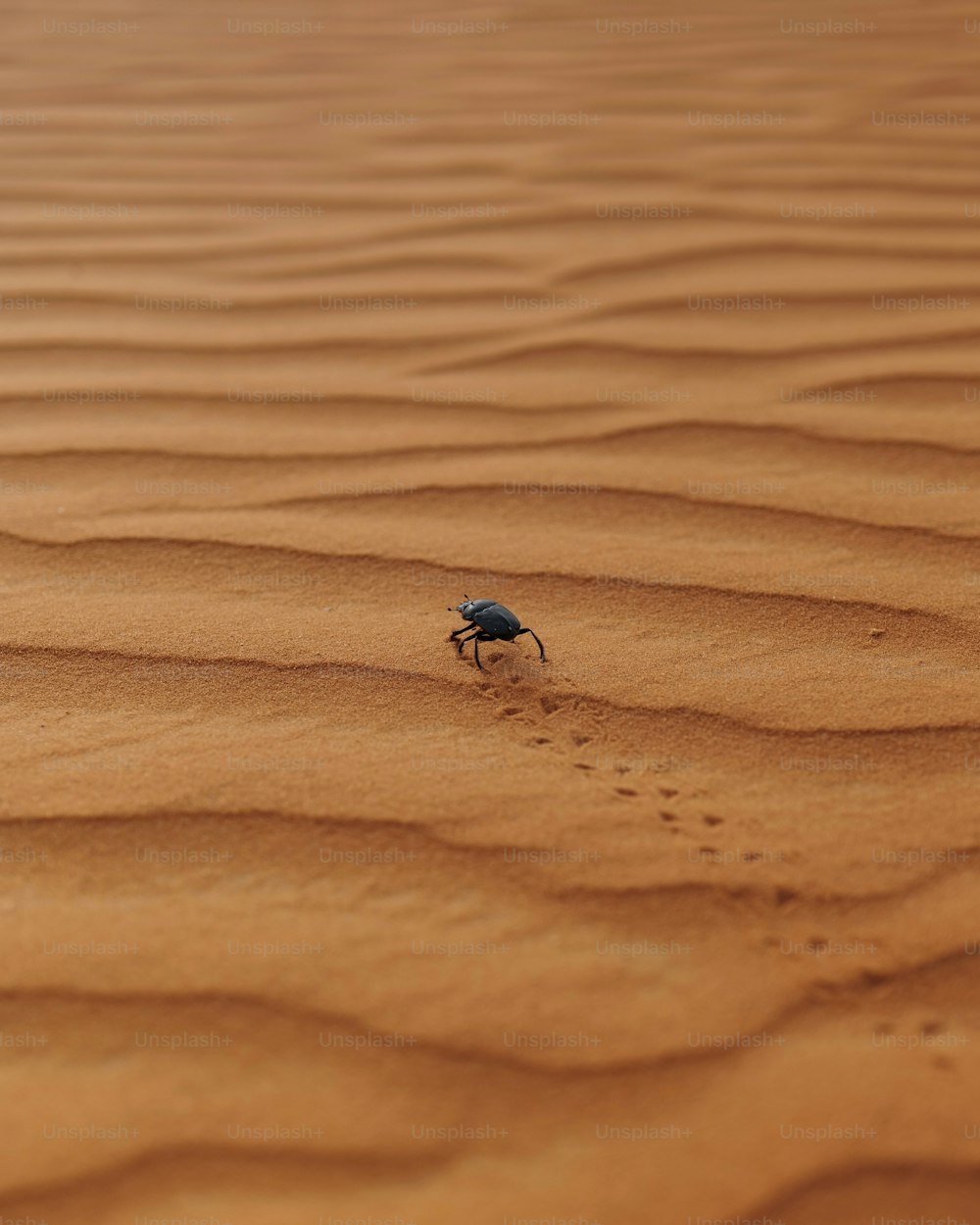a bug crawling across a sandy area in the desert