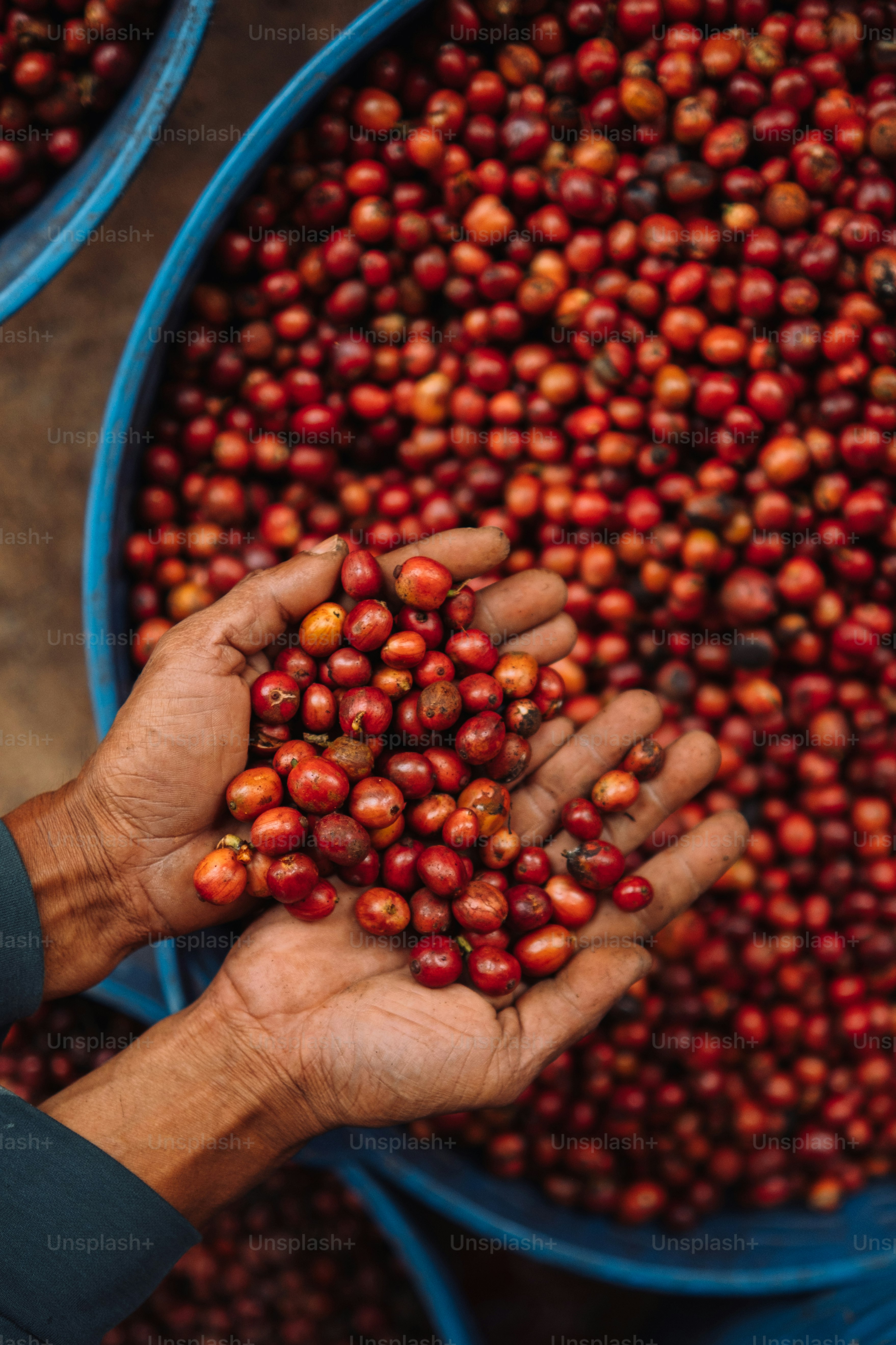 a person holding a handful of cherries in their hands