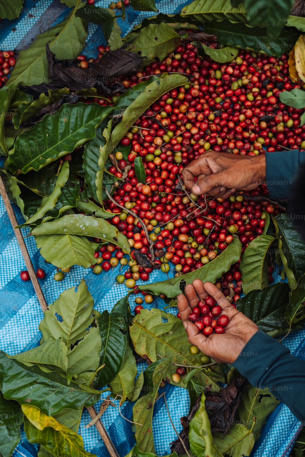 a man is picking berries from a bush