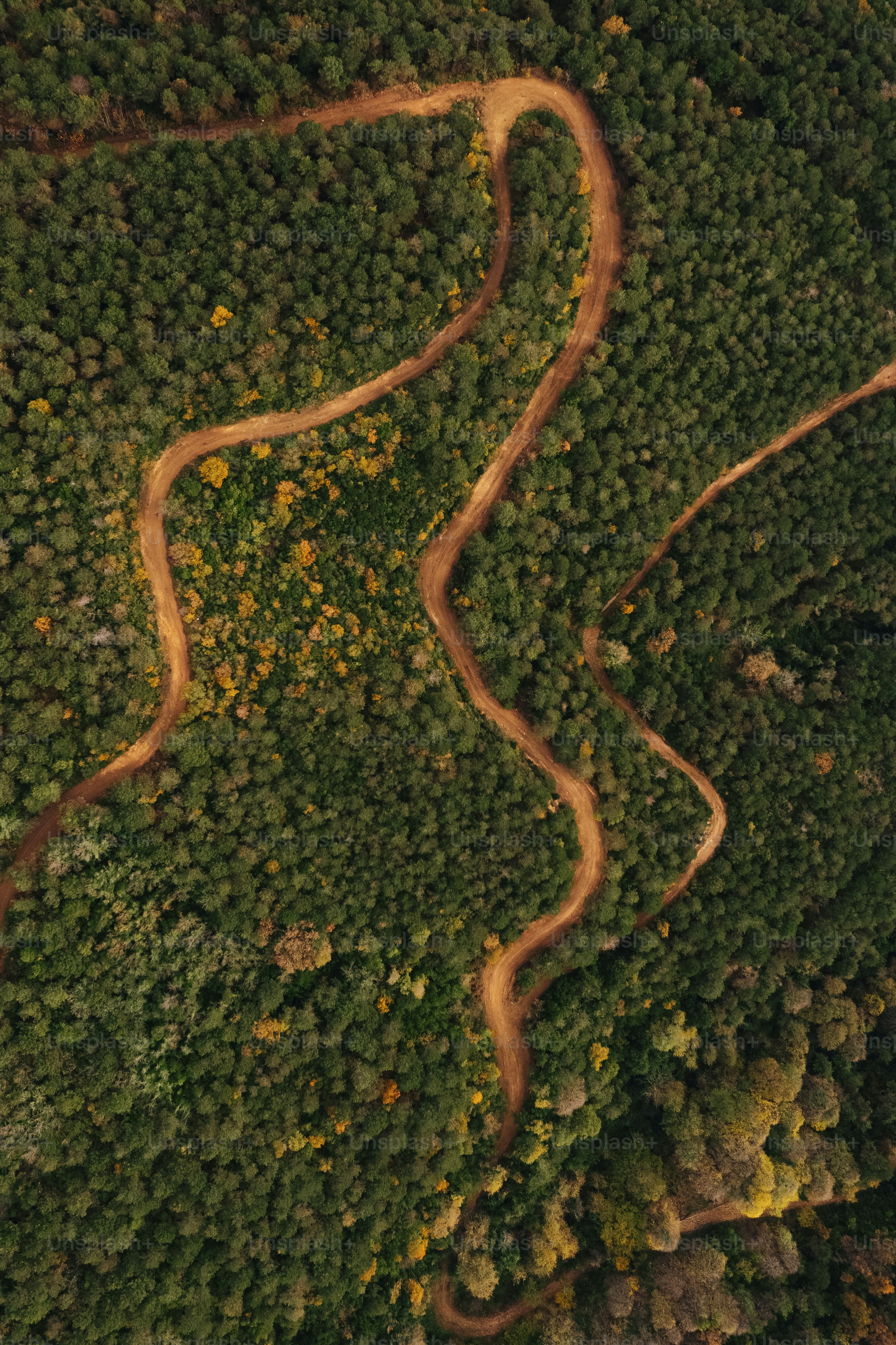 a winding road in the middle of a forest