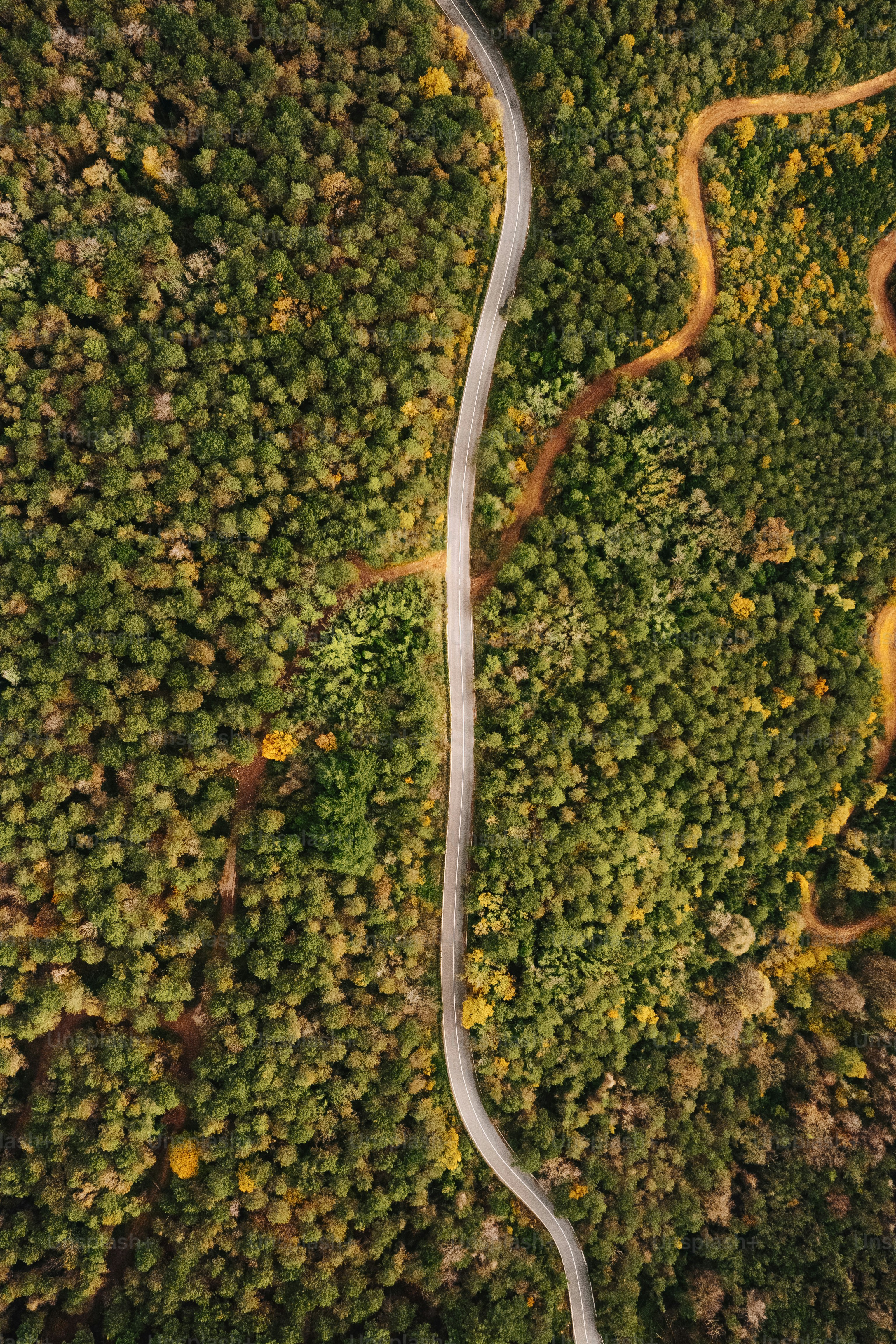 a winding road in the middle of a forest