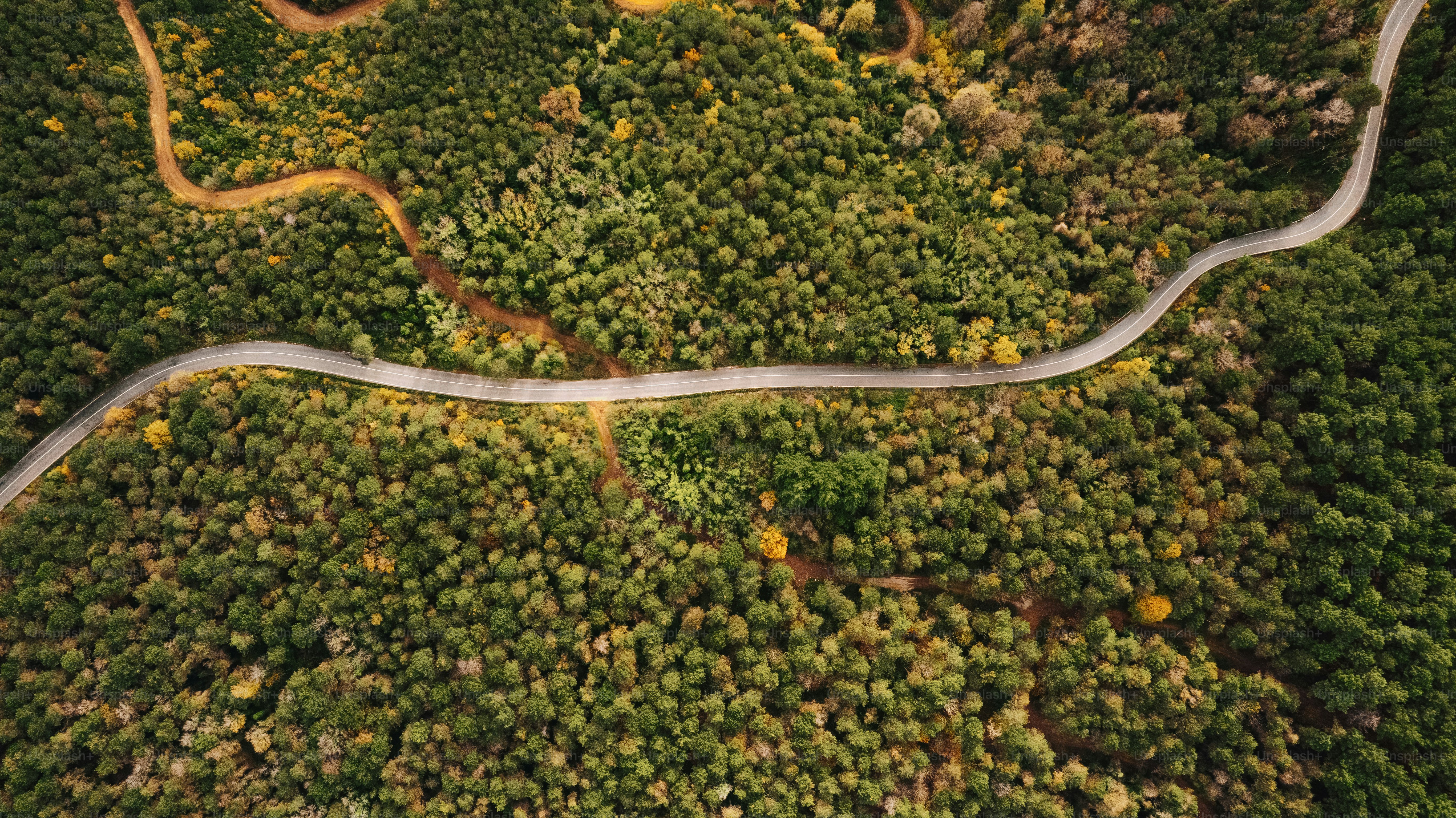 a winding road in the middle of a forest