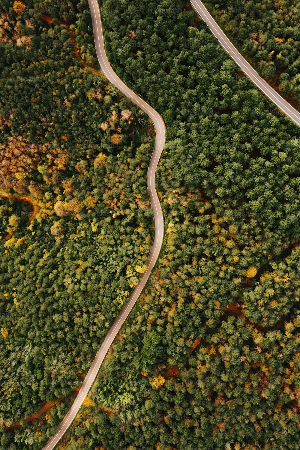 Un camino sinuoso en medio de un bosque