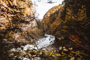 a river running through a forest filled with lots of trees