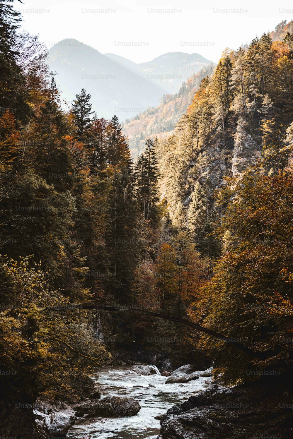 um rio que atravessa uma floresta cheia de muitas árvores