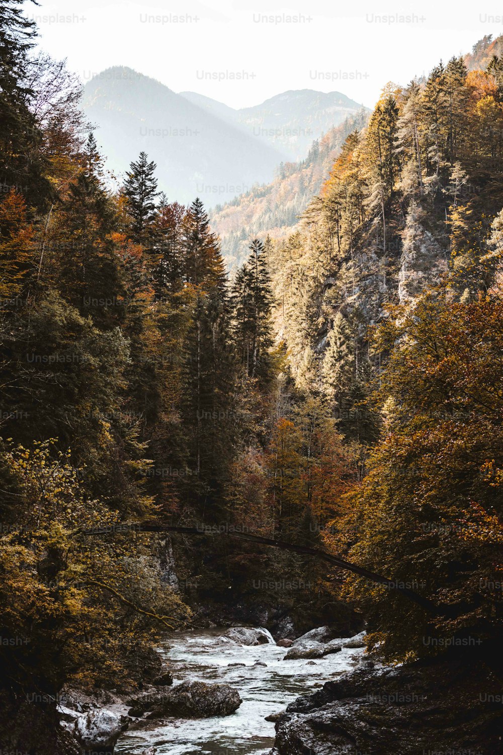 Ein Fluss, der durch einen Wald mit vielen Bäumen fließt