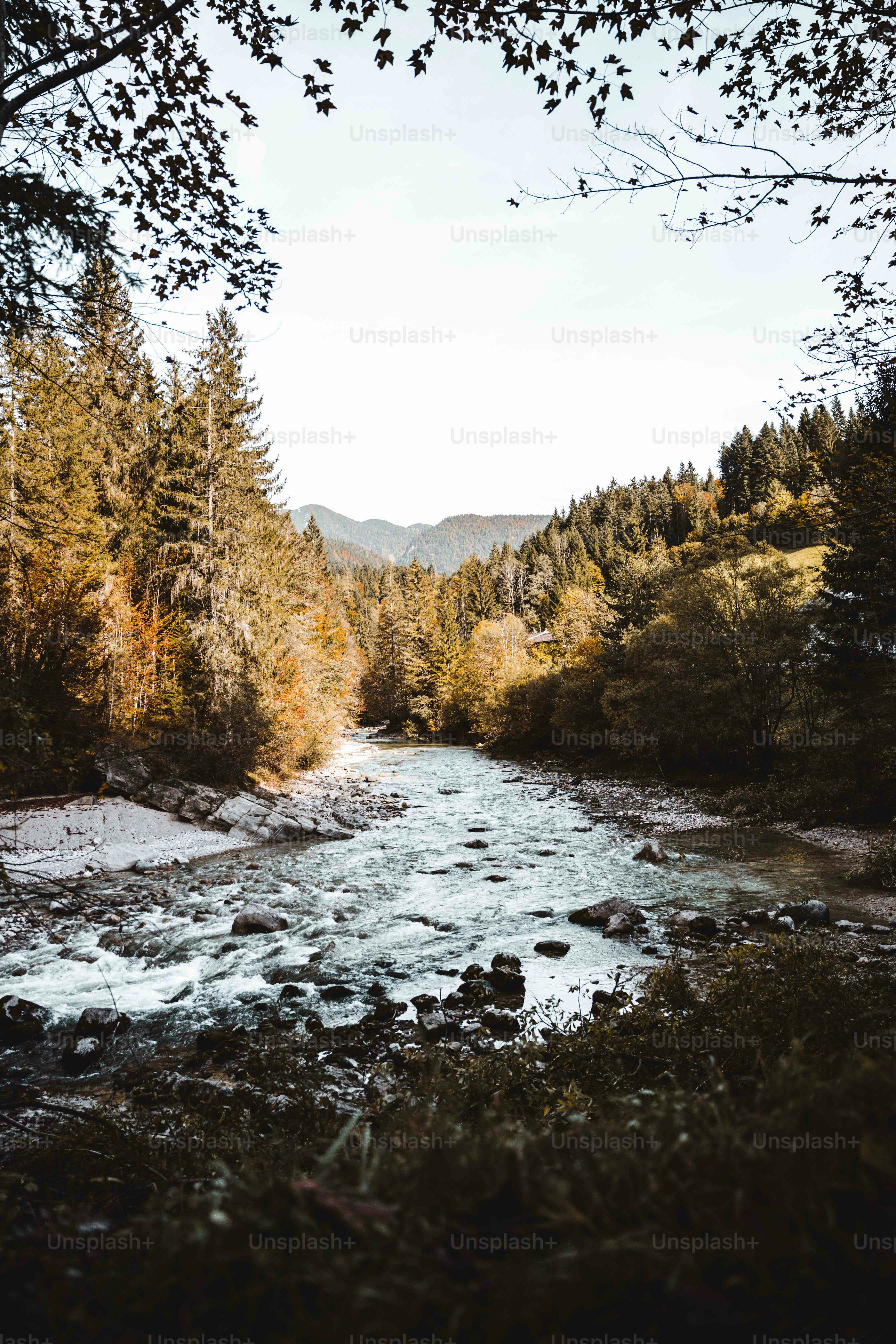a river running through a forest filled with trees