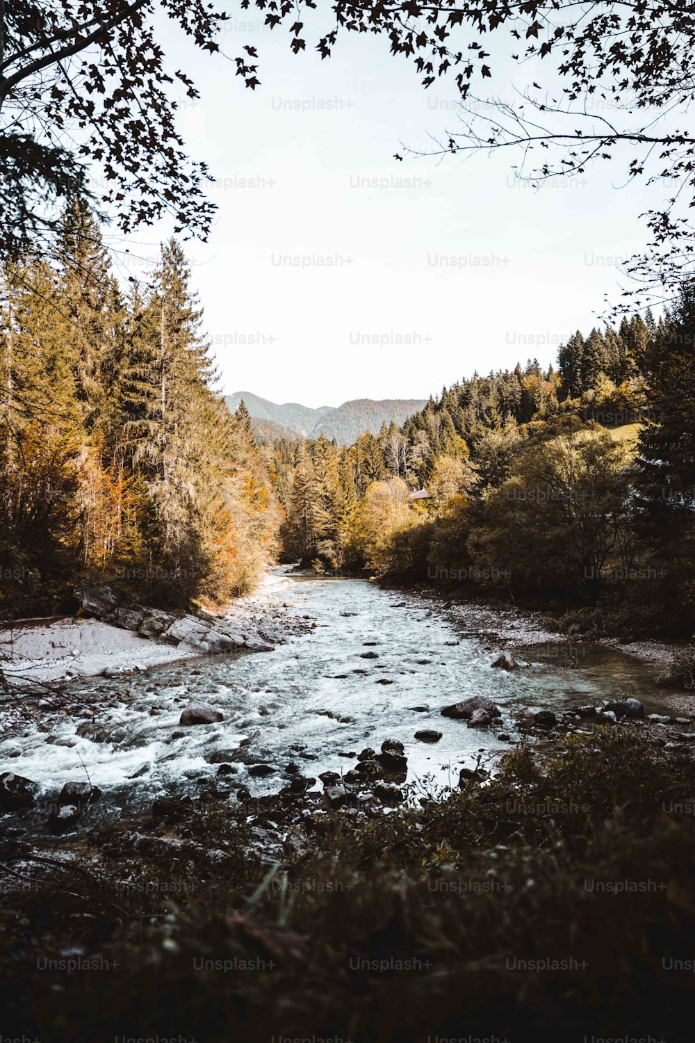 a river running through a forest filled with trees