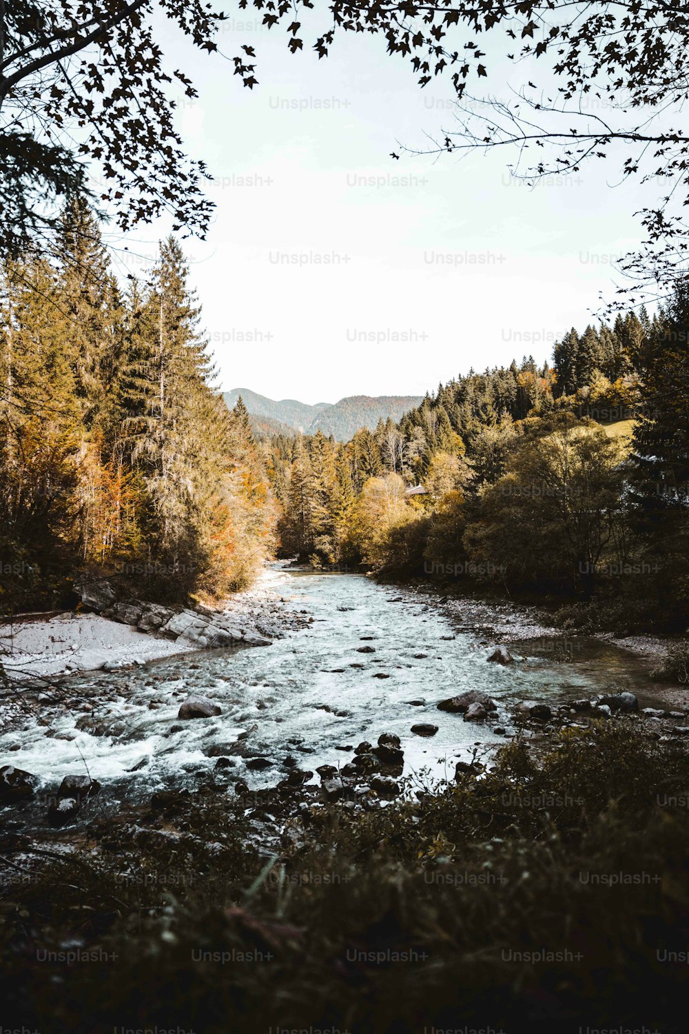 Un río que atraviesa un bosque lleno de árboles
