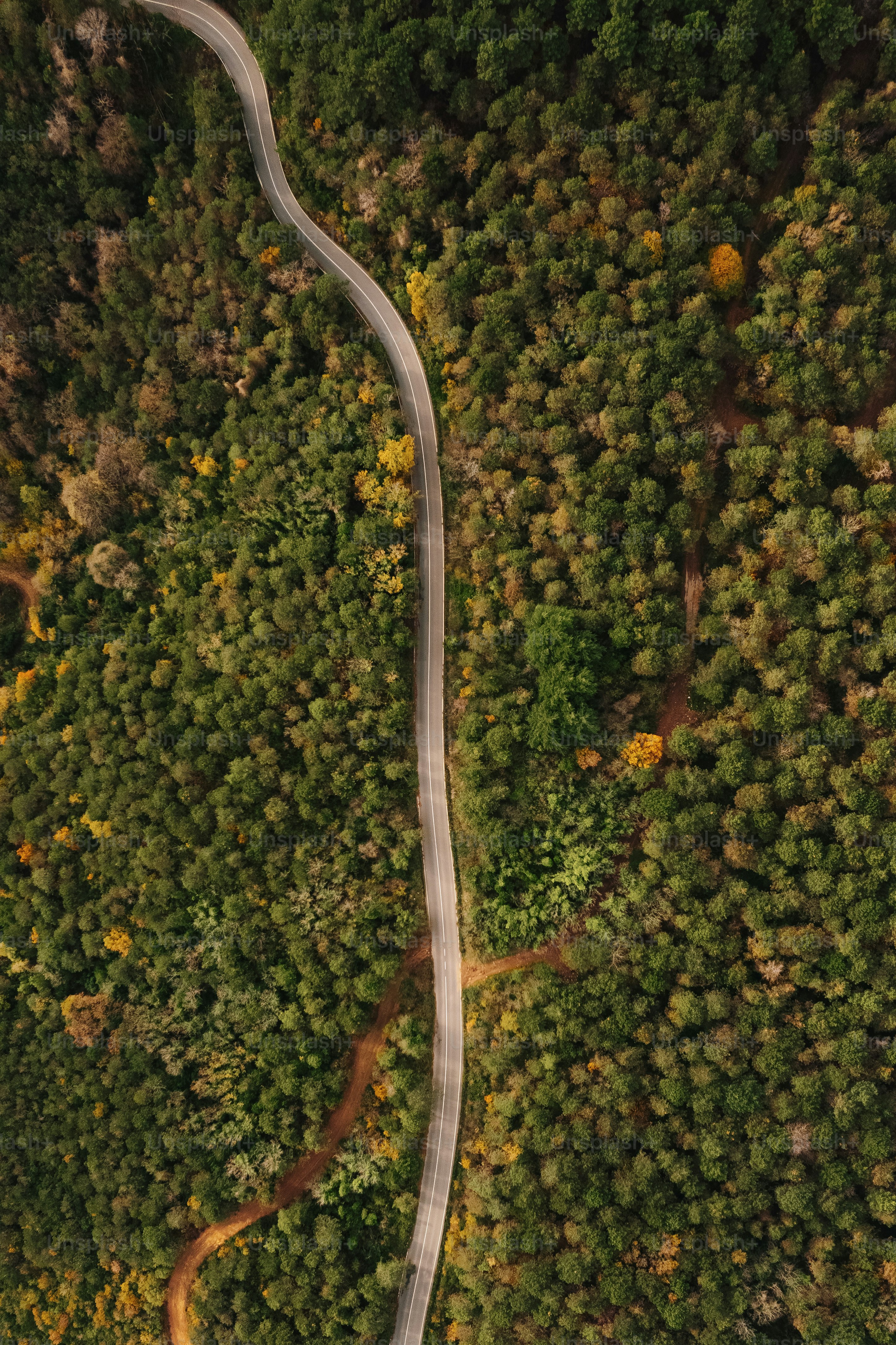 a winding road in the middle of a forest