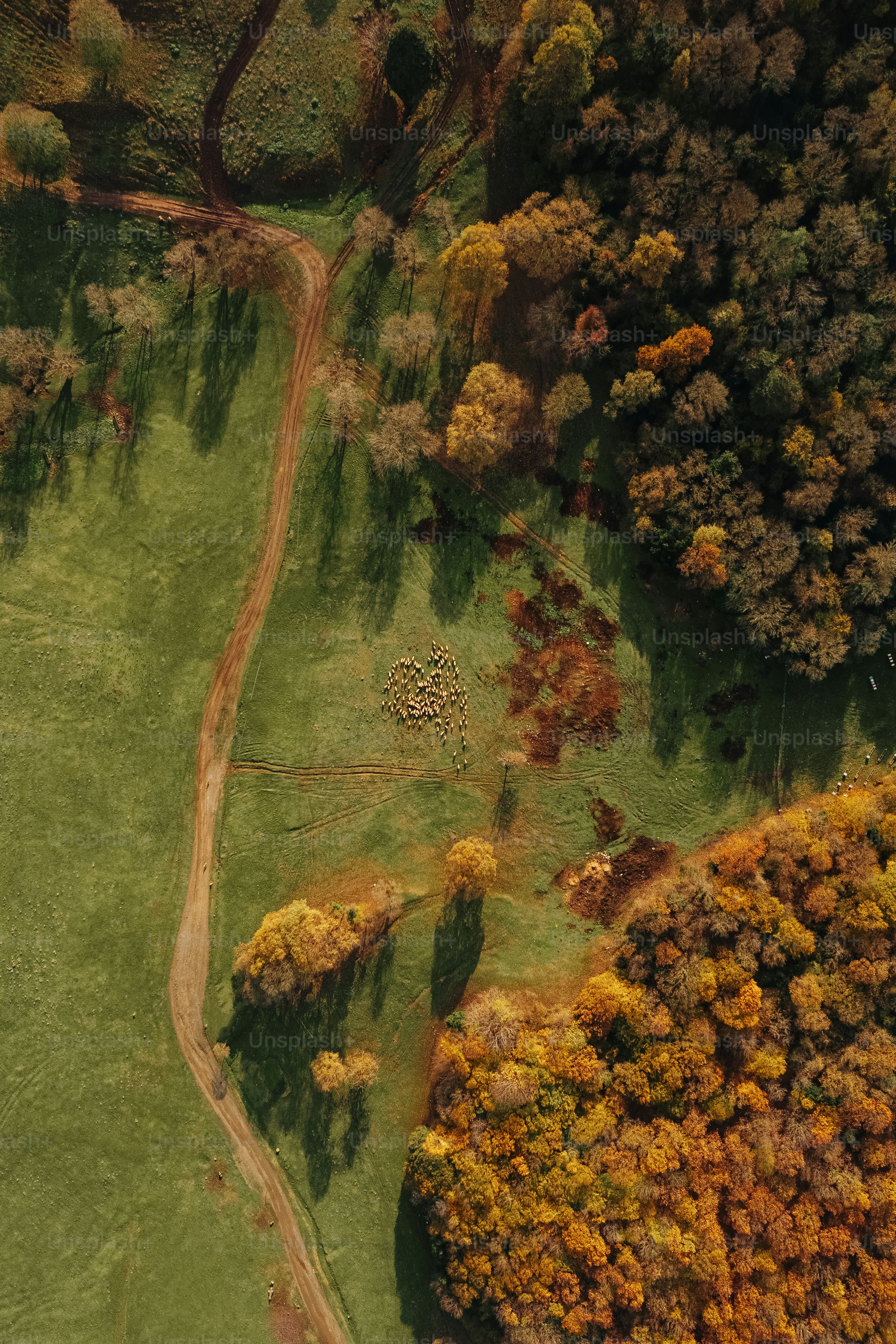 une vue aérienne d’un champ verdoyant