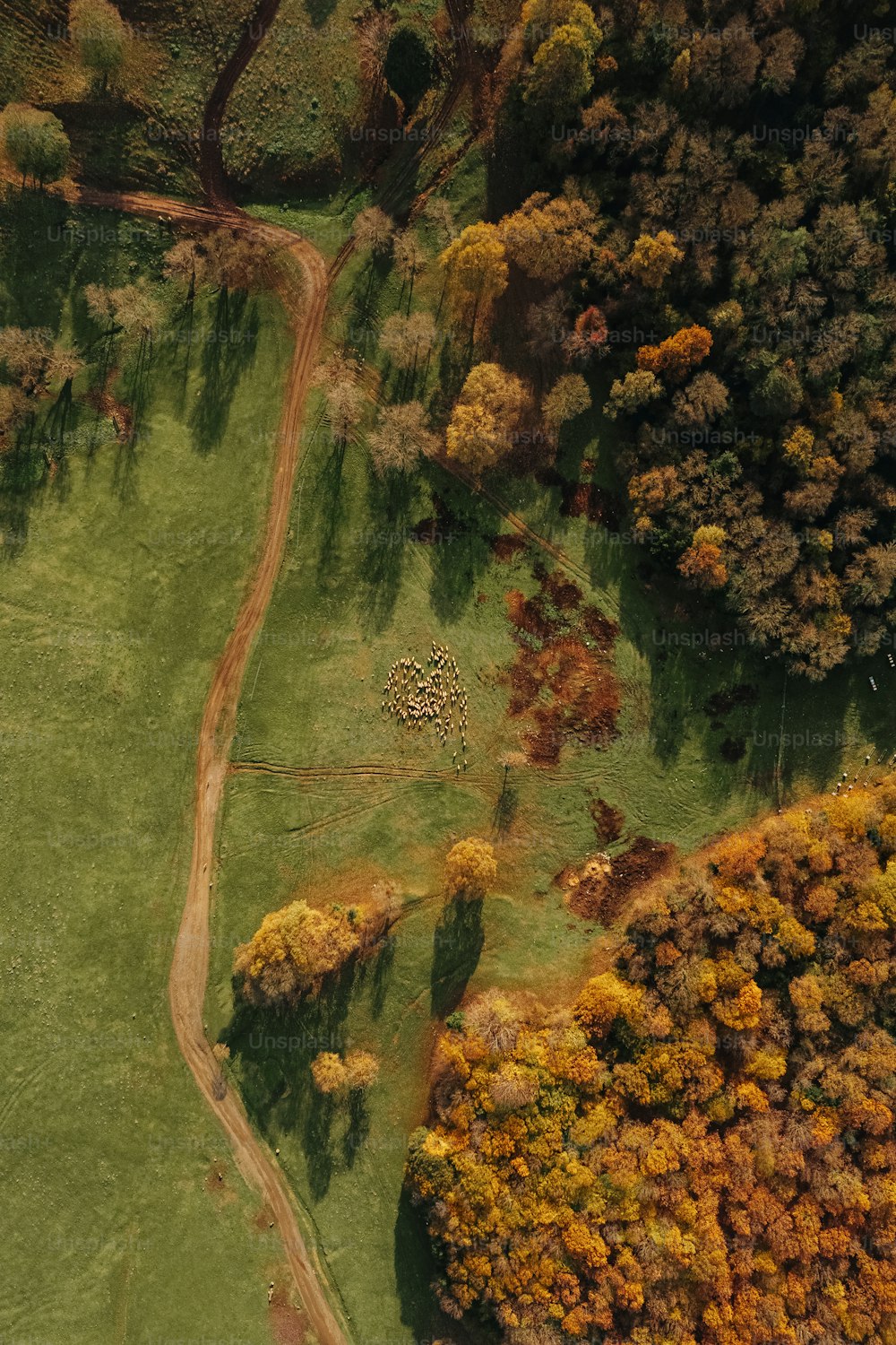 an aerial view of a lush green field