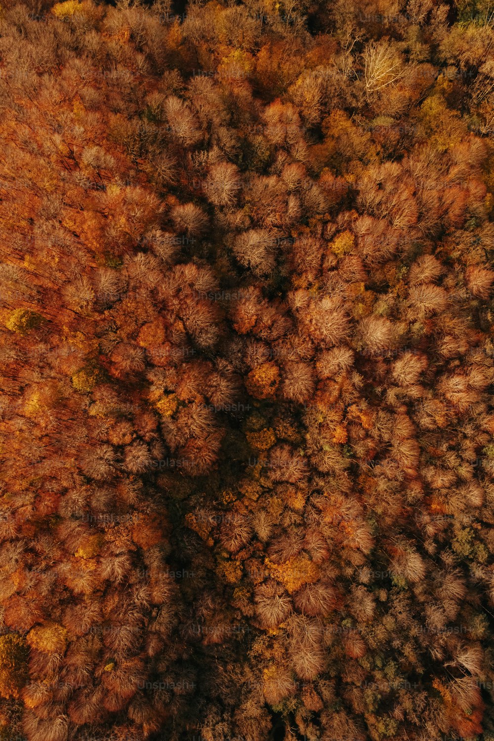 an aerial view of a forest with lots of trees