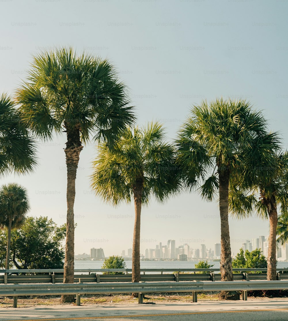 a row of palm trees in front of a city skyline