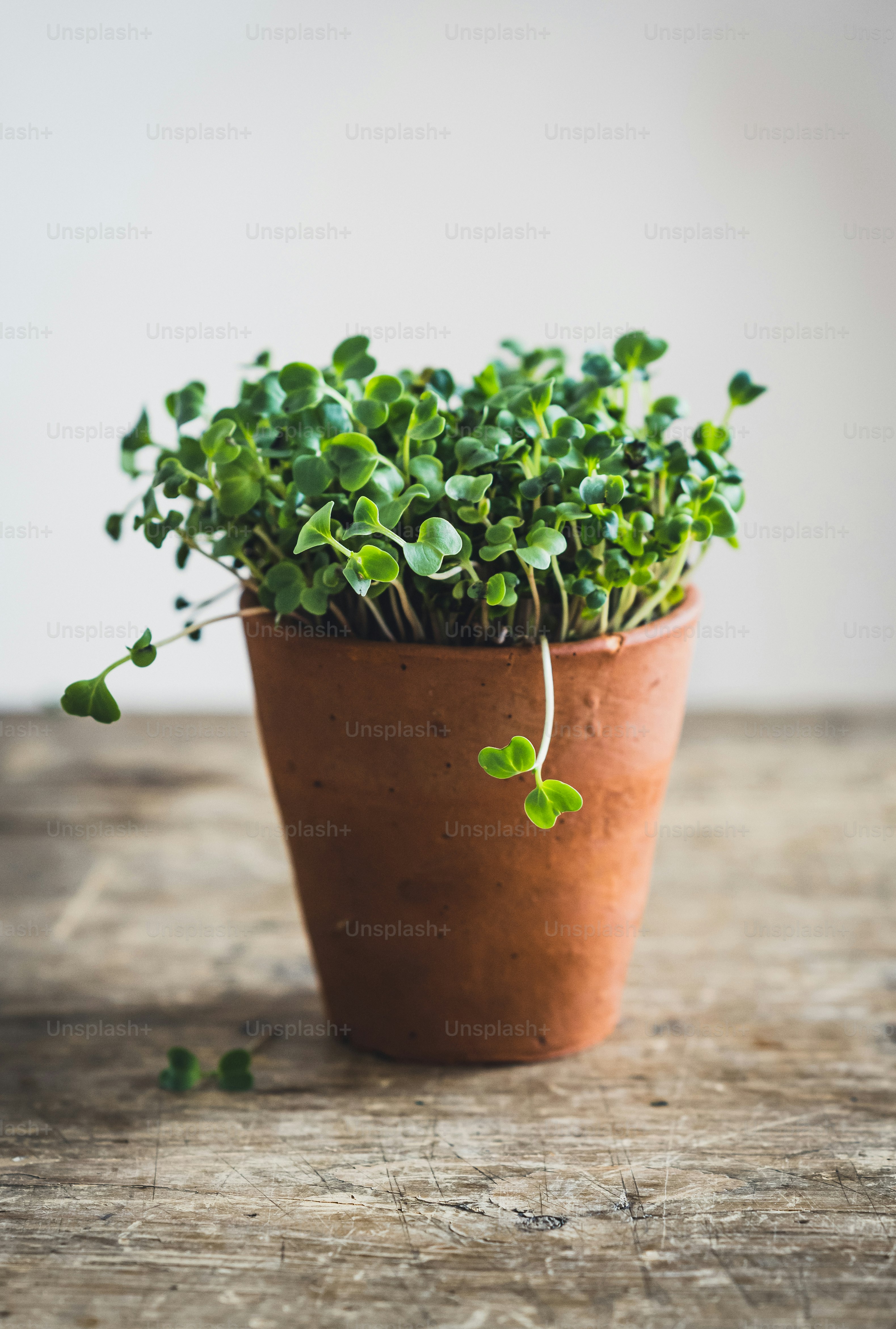 Freshly grown microgreens with water droplets, ready for harvest.