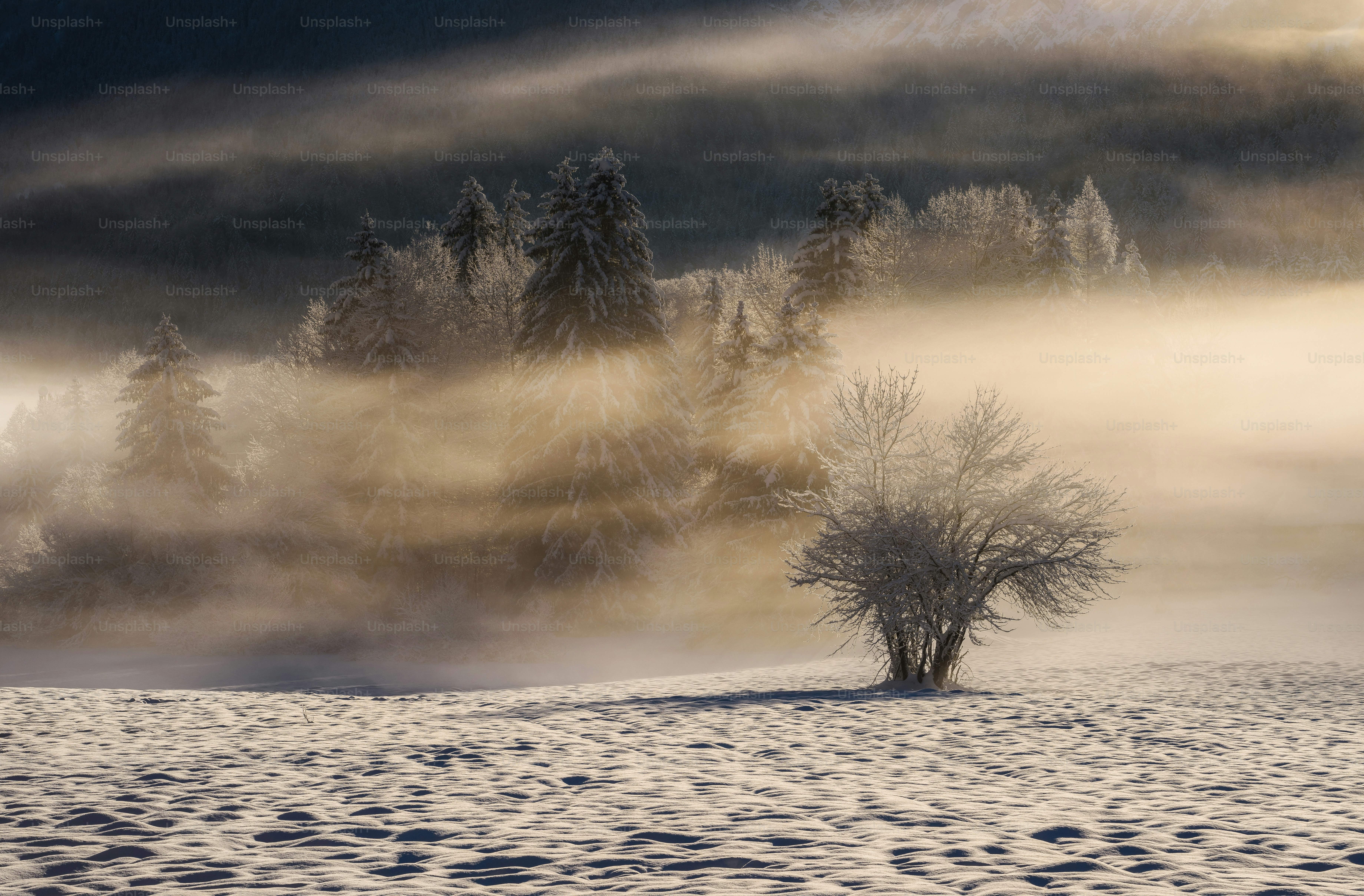 a snow covered field with a lone tree in the foreground