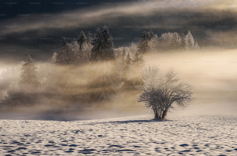 雪に覆われた野原と前景に孤独な木