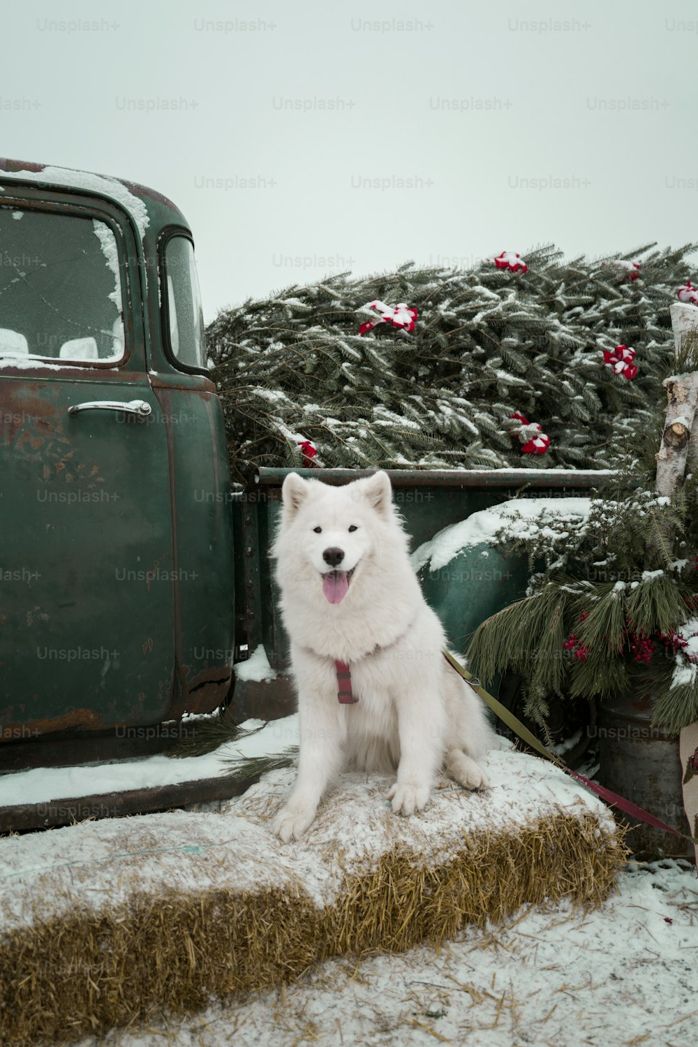 a white dog sitting on top of a pile of hay