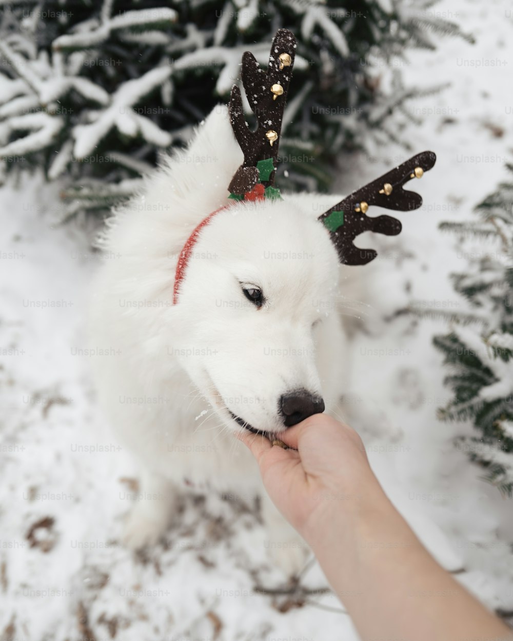 um cão branco vestindo uma faixa de cabeça de chifres de rena