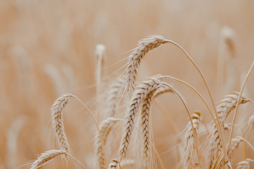 um close up de um monte de trigo em um campo