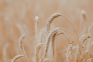 a close up of a bunch of wheat in a field