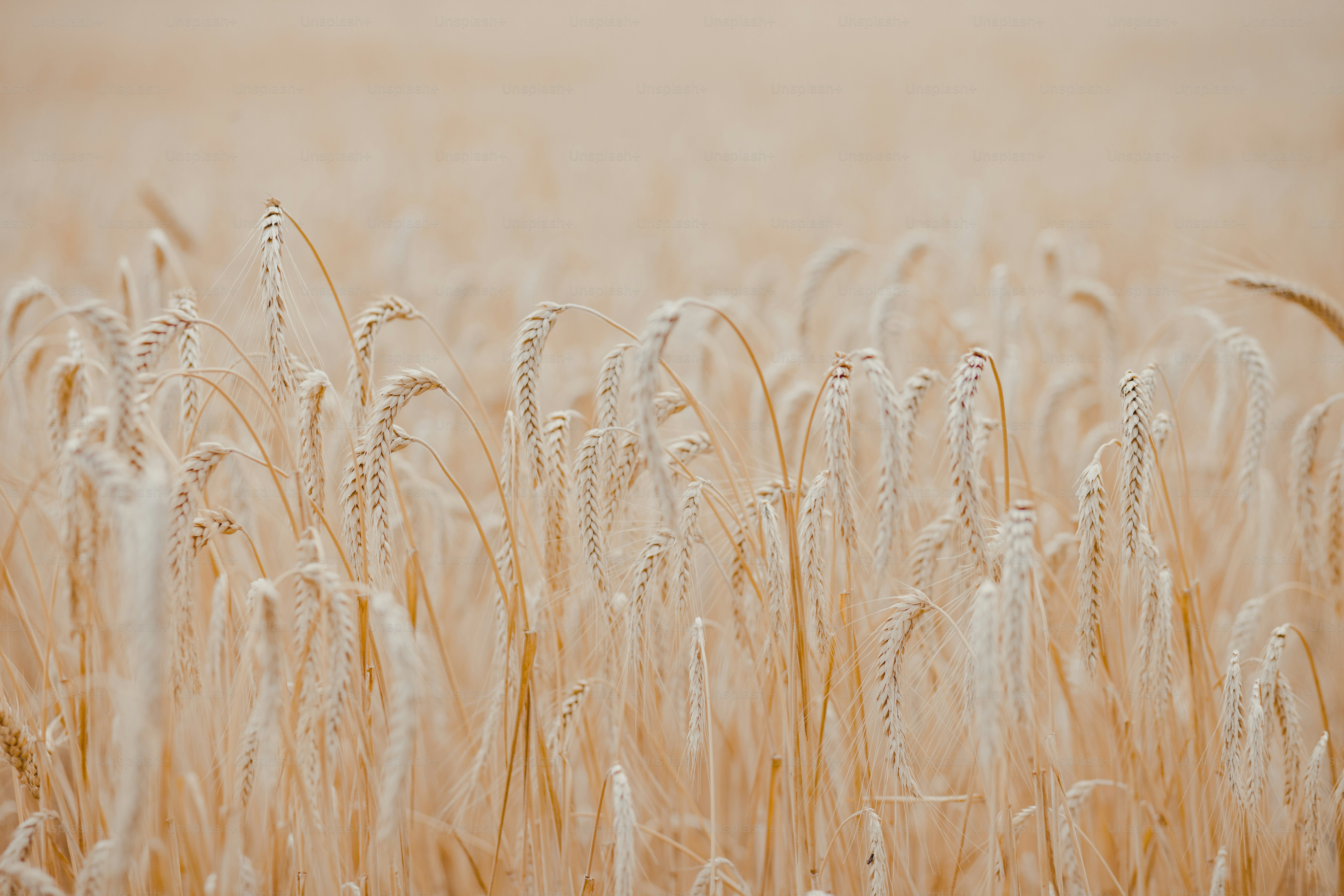 a field of ripe wheat ready to be harvested