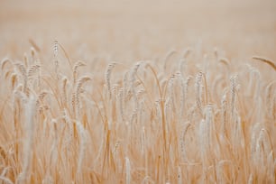 un champ de blé mûr prêt à être récolté