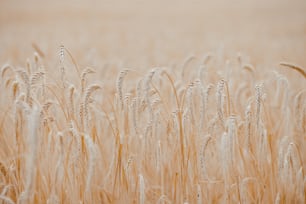 a field of ripe wheat ready to be harvested