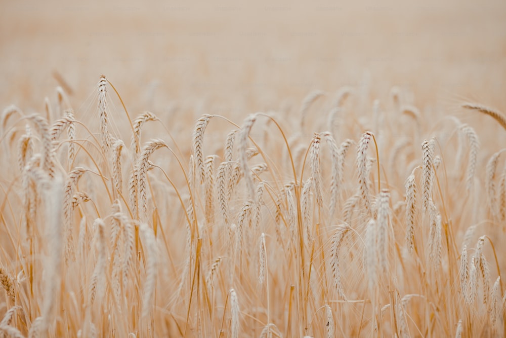 un champ de blé mûr prêt à être récolté