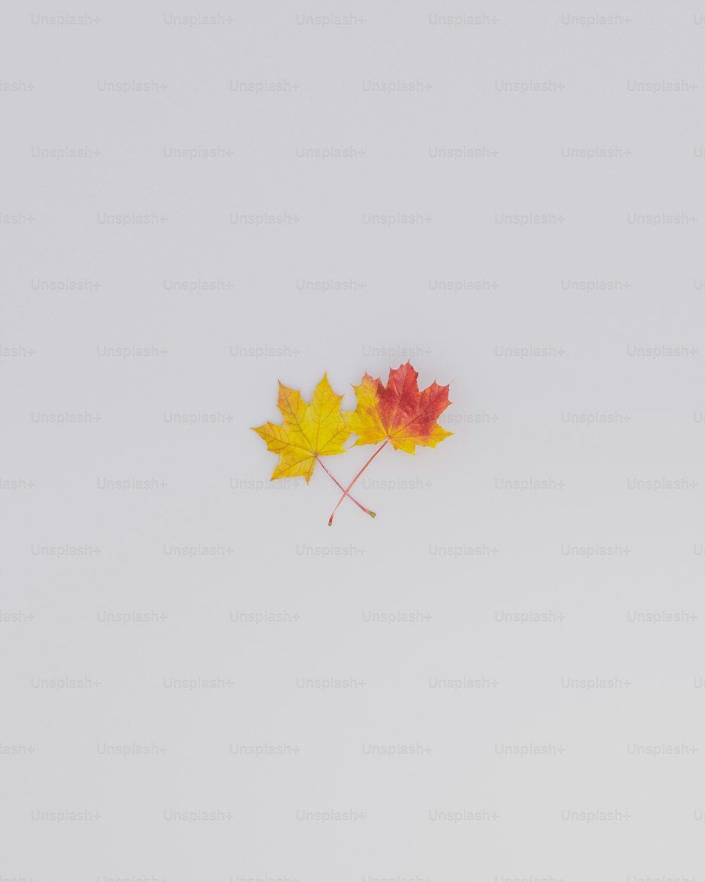a pair of maple leaves floating in the air