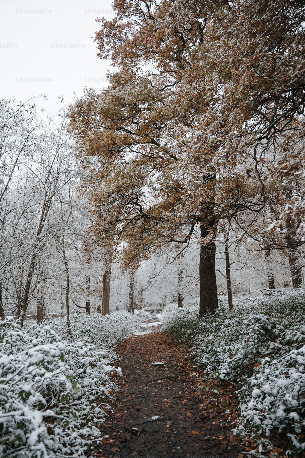 a path through a snowy forest with lots of trees