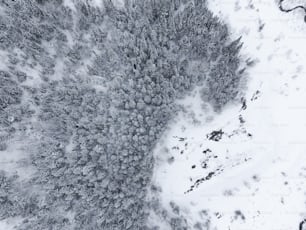 uma vista aérea de uma floresta coberta de neve