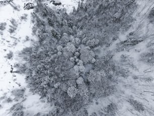 an aerial view of a snow covered forest