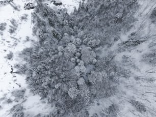 une vue aérienne d’une forêt enneigée