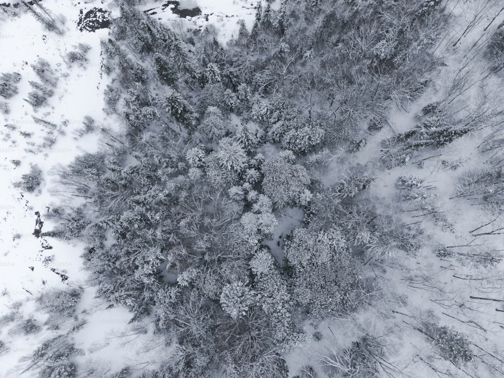 an aerial view of a snow covered forest