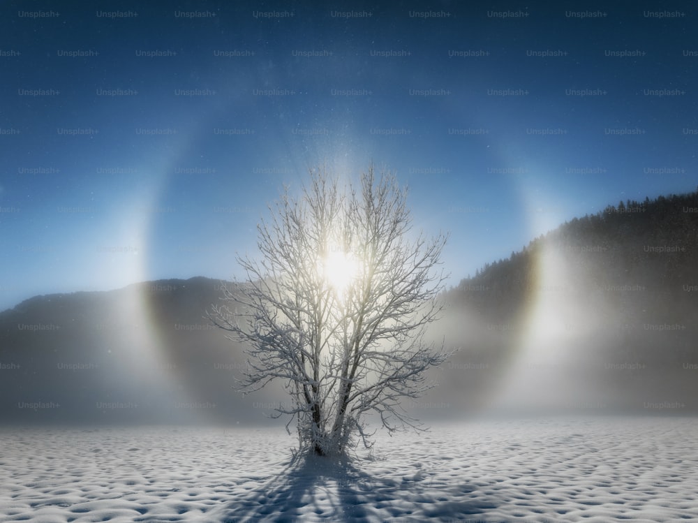 a tree in the middle of a snowy field