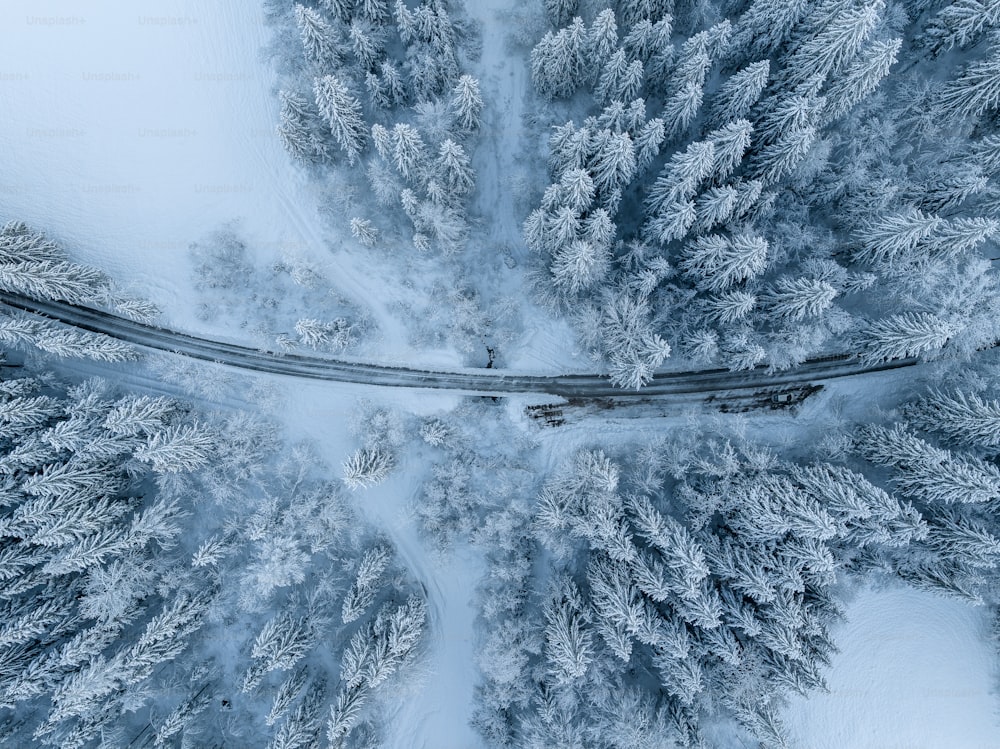 a road in the middle of a snowy forest