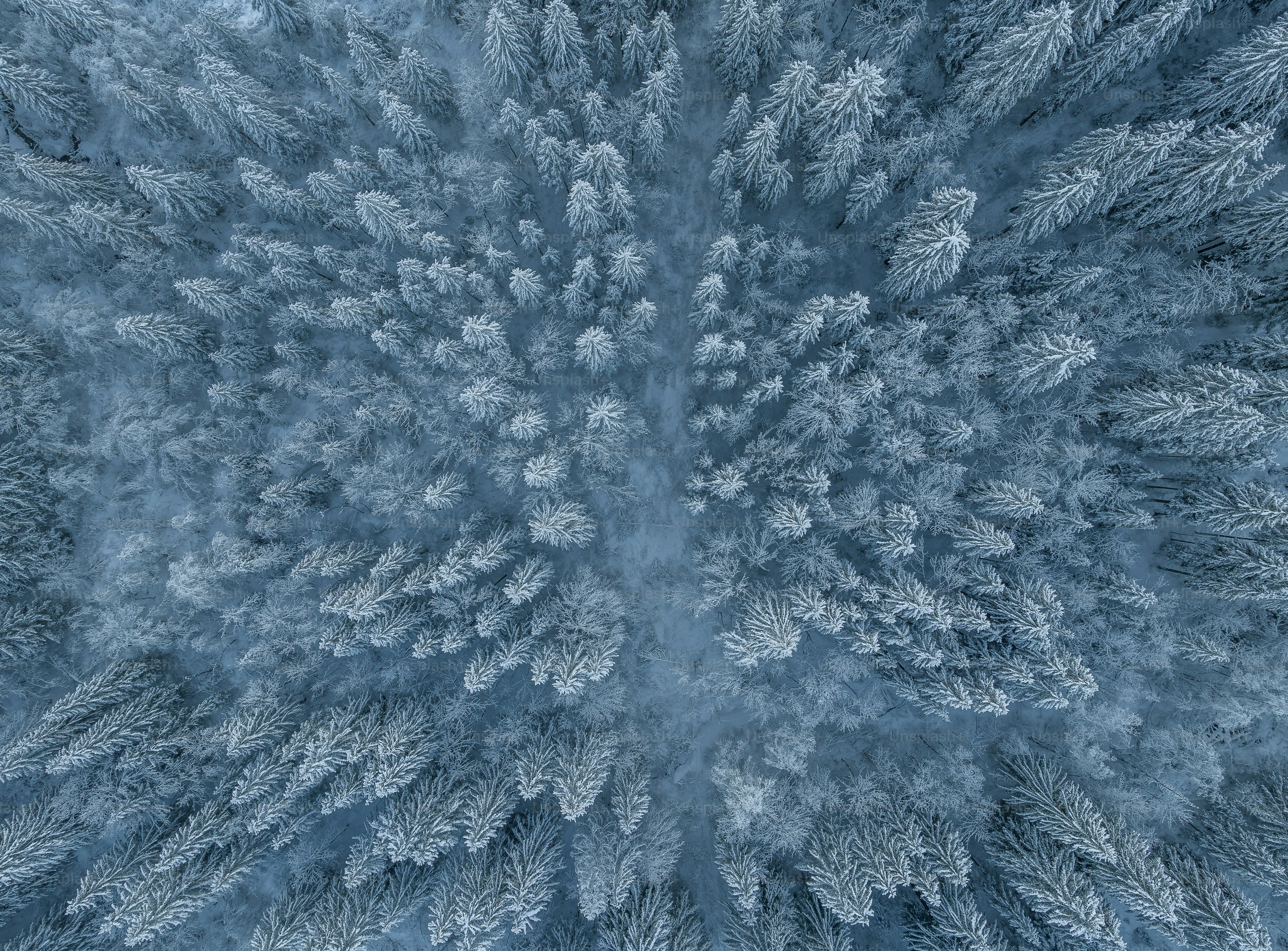 an aerial view of a snow covered forest