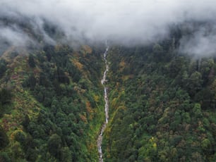 a river running through a lush green forest