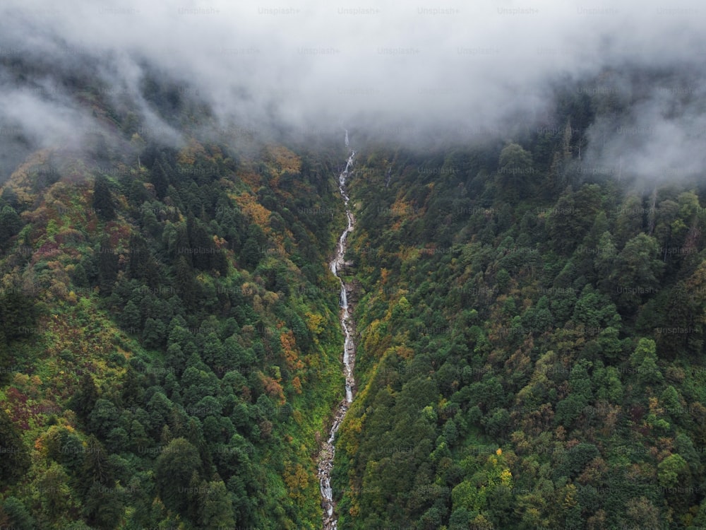 a river running through a lush green forest