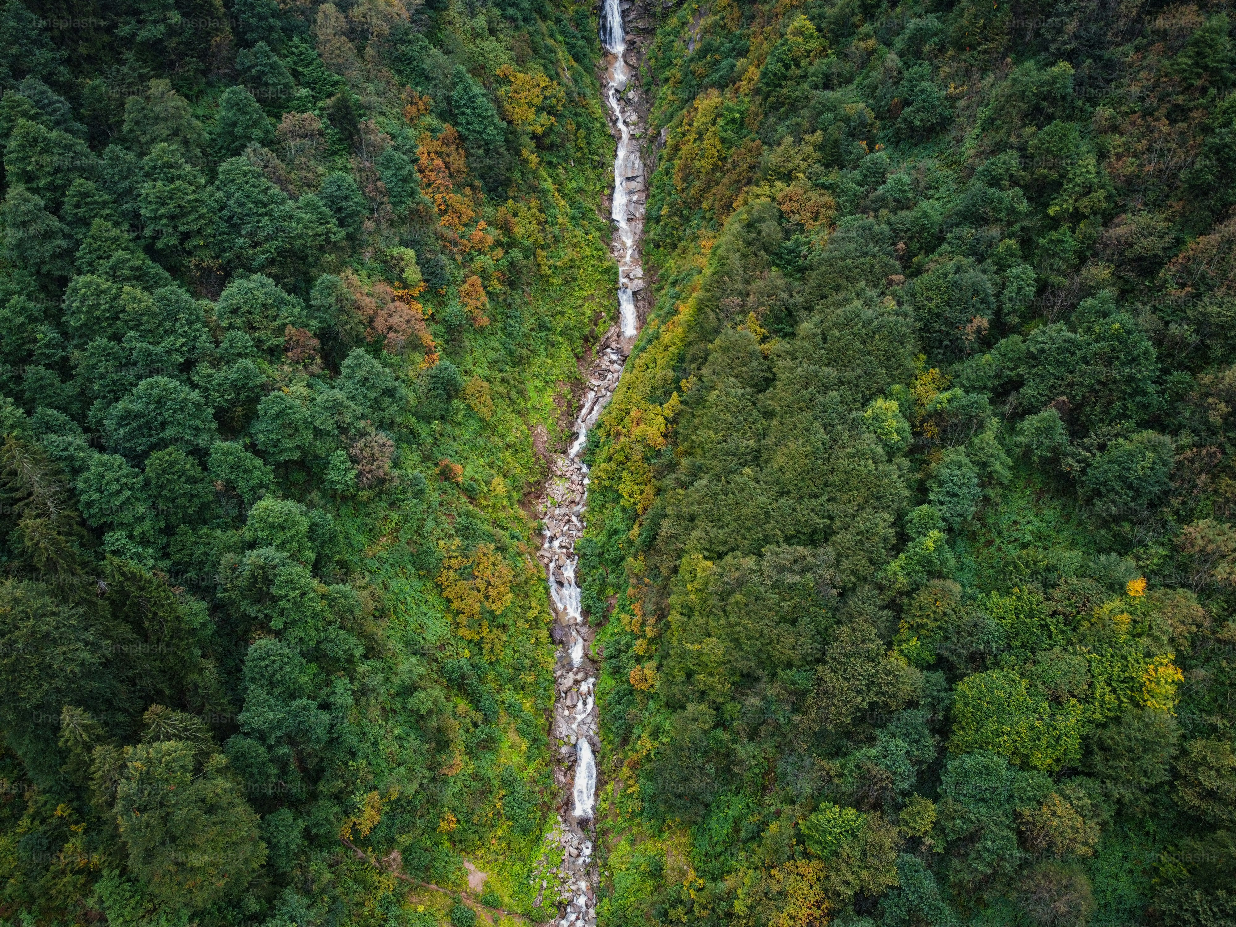 a river running through a lush green forest